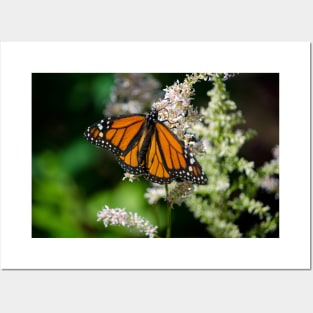 Monarch on a pretty white flower Posters and Art